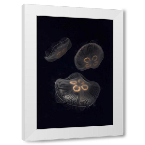 Tennessee, Chattanooga Moon jellyfish White Modern Wood Framed Art Print by Grall, Don