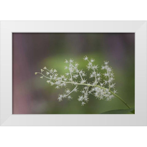 TN, Great Smoky Mts False Solomons seal flowers White Modern Wood Framed Art Print by Grall, Don