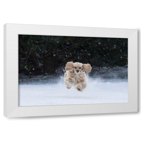 USA- Tennessee. Cocker spaniel running in the snow. White Modern Wood Framed Art Print by Jaynes Gallery