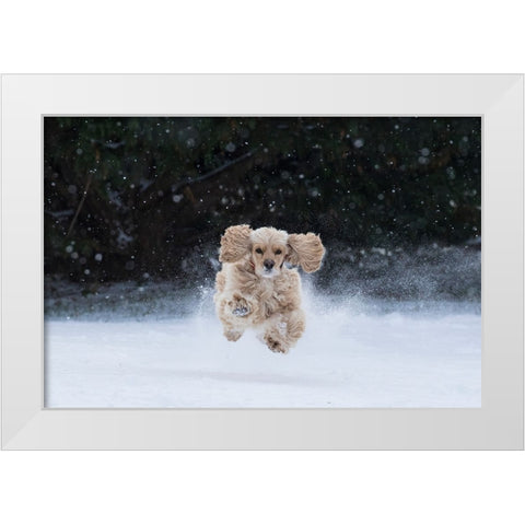 USA- Tennessee. Cocker spaniel running in the snow. White Modern Wood Framed Art Print by Jaynes Gallery