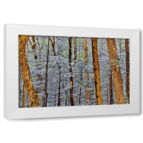 USA- Tennessee. Great Smoky Mountains National Park with late springtime snow White Modern Wood Framed Art Print by Gulin, Darrell