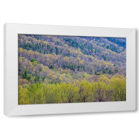 USA- Tennessee. Great Smoky Mountains National Park springtime with hardwood forest budding out White Modern Wood Framed Art Print by Gulin, Darrell