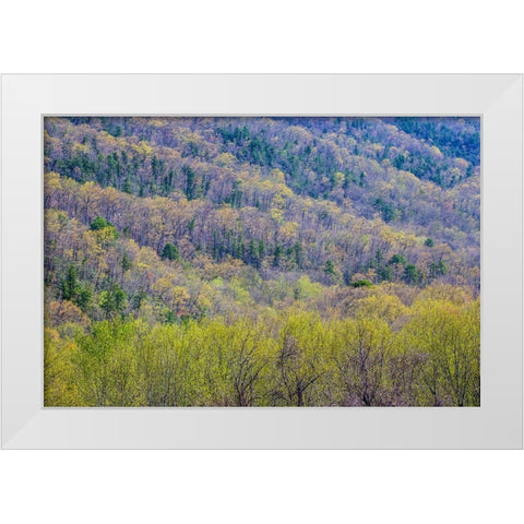 USA- Tennessee. Great Smoky Mountains National Park springtime with hardwood forest budding out White Modern Wood Framed Art Print by Gulin, Darrell