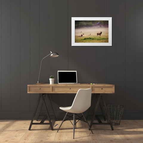 Tennessee Elk in foggy field at Great Smoky Mountains National Park White Modern Wood Framed Art Print by Wells, Joanne