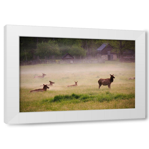 Tennessee Elk in foggy field at Great Smoky Mountains National Park White Modern Wood Framed Art Print by Wells, Joanne