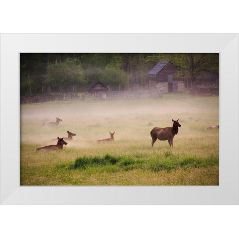 Tennessee Elk in foggy field at Great Smoky Mountains National Park White Modern Wood Framed Art Print by Wells, Joanne