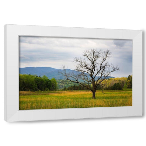 Tennessee Lone tree in field at Cades Cove White Modern Wood Framed Art Print by Wells, Joanne