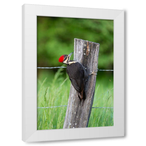 Pileated Woodpecker (Dryocopus pileatus)-Great Smoky Mountains National Park-Tennessee White Modern Wood Framed Art Print by Day, Richard and Susan