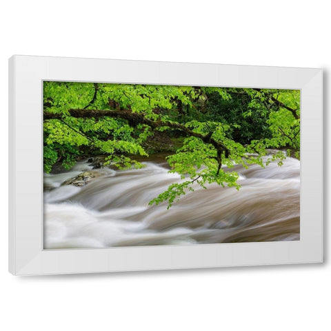 Middle Prong Little River in spring-Great Smoky Mountains National Park-Tennessee White Modern Wood Framed Art Print by Day, Richard and Susan