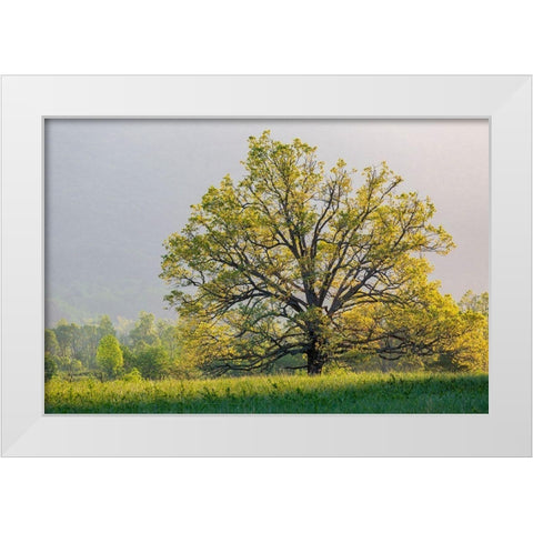 Sunrise in Cades Cove in spring-Great Smoky Mountains National Park-Tennessee White Modern Wood Framed Art Print by Day, Richard and Susan