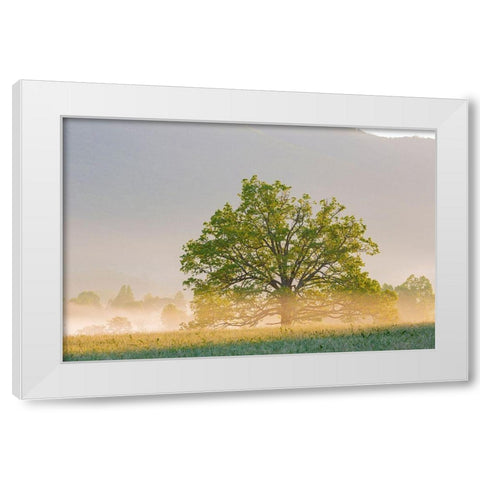 Sunrise and fog Cades Cove-Great Smoky Mountains National Park-Tennessee White Modern Wood Framed Art Print by Day, Richard and Susan