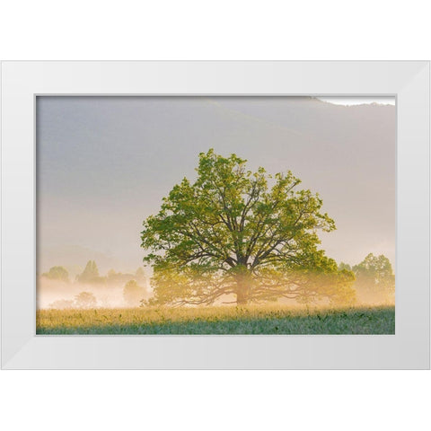 Sunrise and fog Cades Cove-Great Smoky Mountains National Park-Tennessee White Modern Wood Framed Art Print by Day, Richard and Susan