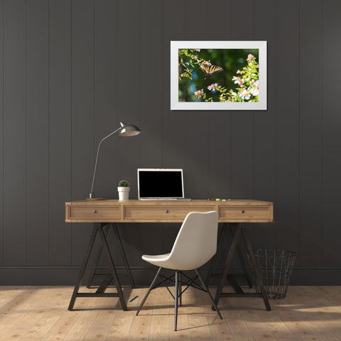 Tennessee Eastern Tiger Swallowtail gathers nectar on glossy abelia flowers White Modern Wood Framed Art Print by Drury, Trish