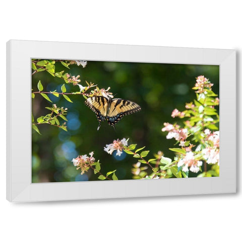 Tennessee Eastern Tiger Swallowtail gathers nectar on glossy abelia flowers White Modern Wood Framed Art Print by Drury, Trish