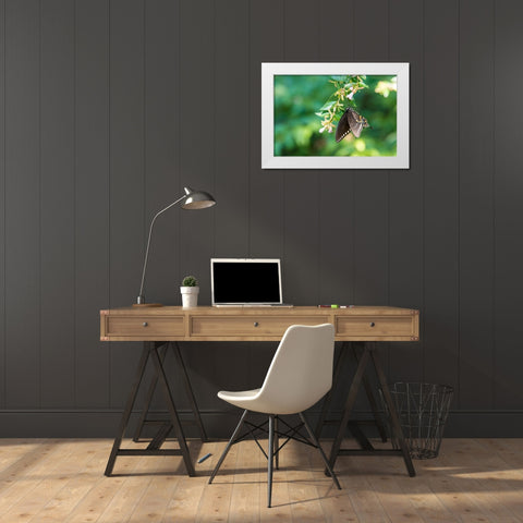 Tennessee Spicebush Swallowtail (Papilio troilus) on glossy abelia White Modern Wood Framed Art Print by Drury, Trish