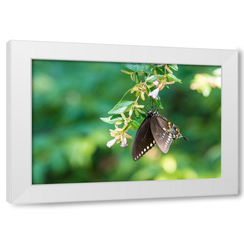 Tennessee Spicebush Swallowtail (Papilio troilus) on glossy abelia White Modern Wood Framed Art Print by Drury, Trish