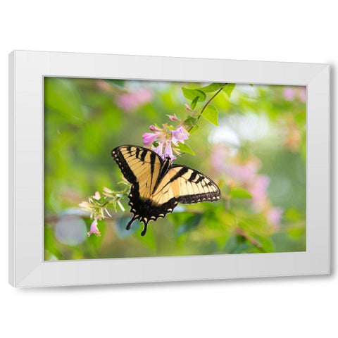 Tennessee Tiger Swallowtail gets nectar from glossy abelia flowers White Modern Wood Framed Art Print by Drury, Trish