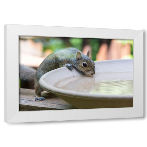 USA-Tennessee Eastern gray squirrel drinks at bird bath reflected in water White Modern Wood Framed Art Print by Drury, Trish