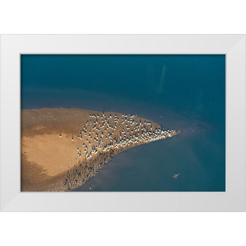 USA-Tennessee White pelicans and cormorants creating patterns White Modern Wood Framed Art Print by Drury, Trish