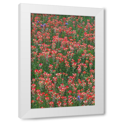 Meadow of red Texas Paintbrush and Purple-head Sneezeweed and Spiderwort flowers White Modern Wood Framed Art Print by Jones, Adam
