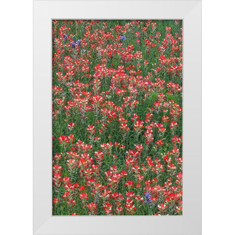 Meadow of red Texas Paintbrush and Purple-head Sneezeweed and Spiderwort flowers White Modern Wood Framed Art Print by Jones, Adam