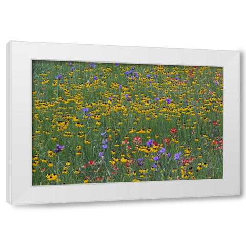 Meadow of red Texas Paintbrush and Purple-head Sneezeweed and Spiderwort flowers White Modern Wood Framed Art Print by Jones, Adam