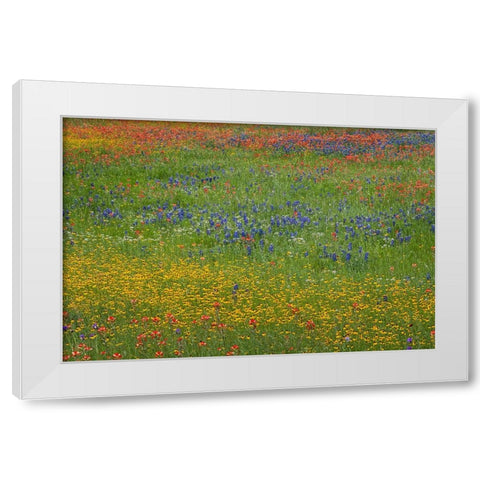 Meadow of red Texas Paintbrush and Purple-head Sneezeweed and bluebonnets White Modern Wood Framed Art Print by Jones, Adam