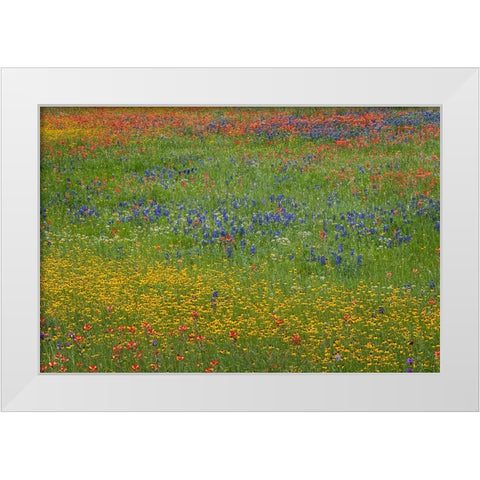 Meadow of red Texas Paintbrush and Purple-head Sneezeweed and bluebonnets White Modern Wood Framed Art Print by Jones, Adam