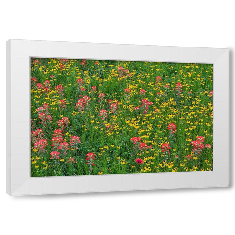 Meadow of red Texas Paintbrush and Purple-head Sneezeweed-Texas hill country-near Marble Falls White Modern Wood Framed Art Print by Jones, Adam