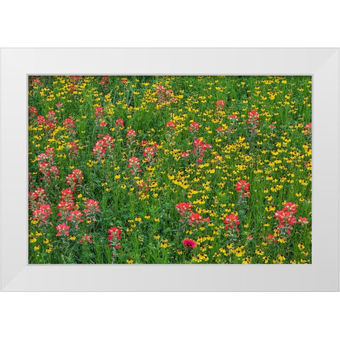 Meadow of red Texas Paintbrush and Purple-head Sneezeweed-Texas hill country-near Marble Falls White Modern Wood Framed Art Print by Jones, Adam