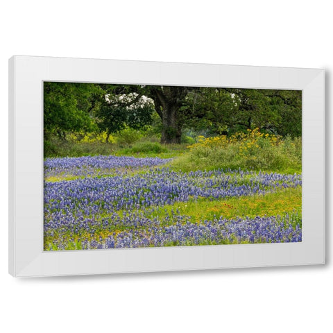 Texas bluebonnets-blanket flower and live oak in meadow-Texas Hill Country-near Marble Falls-Texas White Modern Wood Framed Art Print by Jones, Adam