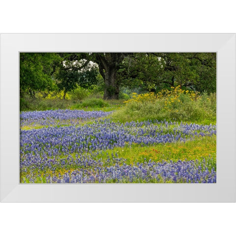 Texas bluebonnets-blanket flower and live oak in meadow-Texas Hill Country-near Marble Falls-Texas White Modern Wood Framed Art Print by Jones, Adam