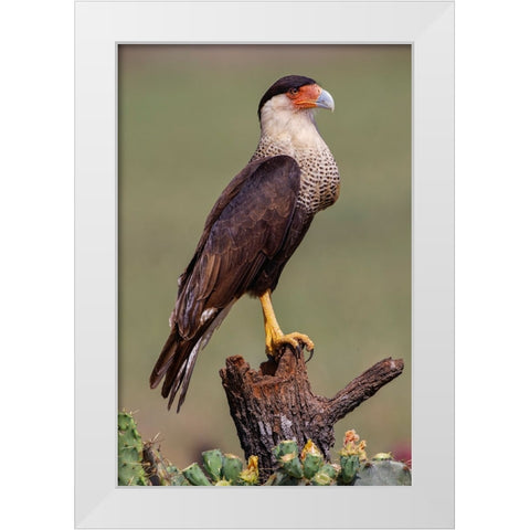 Crested caracara perched Rio Grande Valley-Texas White Modern Wood Framed Art Print by Jones, Adam