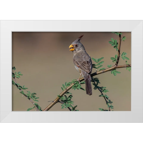 Pyrrhuloxia-Rio Grande Valley-Texas White Modern Wood Framed Art Print by Jones, Adam