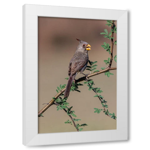 Pyrrhuloxia-Rio Grande Valley-Texas White Modern Wood Framed Art Print by Jones, Adam