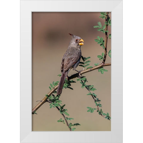 Pyrrhuloxia-Rio Grande Valley-Texas White Modern Wood Framed Art Print by Jones, Adam