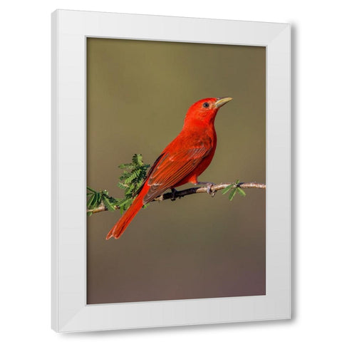 Summer tanager-Rio Grande Valley-Texas White Modern Wood Framed Art Print by Jones, Adam
