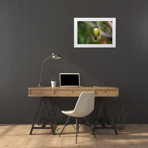 Great kiskadee-South Padre Island-Texas White Modern Wood Framed Art Print by Jones, Adam