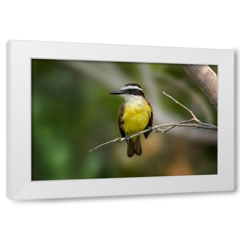 Great kiskadee-South Padre Island-Texas White Modern Wood Framed Art Print by Jones, Adam