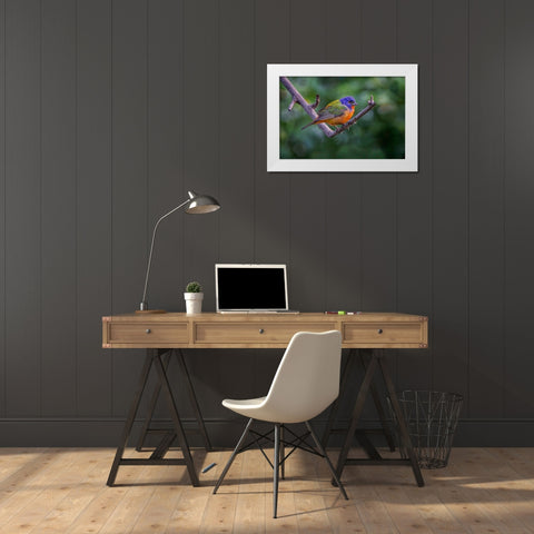 Male Painted bunting South Padre Island-Texas White Modern Wood Framed Art Print by Jones, Adam