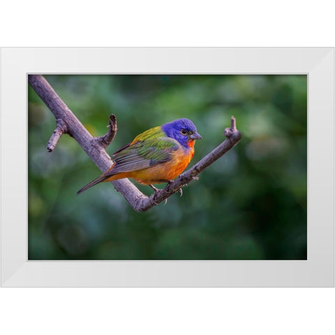 Male Painted bunting South Padre Island-Texas White Modern Wood Framed Art Print by Jones, Adam