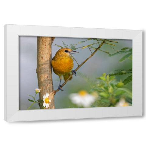 Female Orchard oriole-South Padre Island-Texas White Modern Wood Framed Art Print by Jones, Adam
