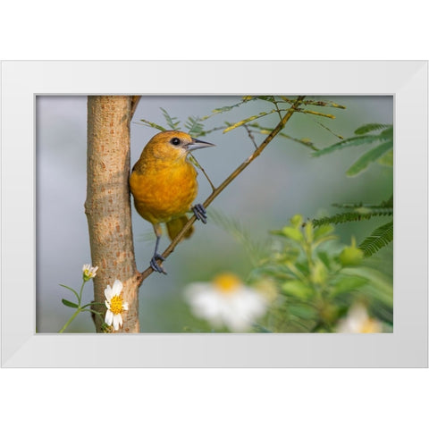 Female Orchard oriole-South Padre Island-Texas White Modern Wood Framed Art Print by Jones, Adam