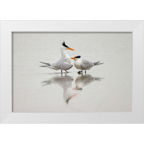 Royal terns in courtship display-South Padre Island-Texas White Modern Wood Framed Art Print by Jones, Adam