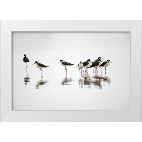 Group of Black-necked stilts standing together with reflection on water-South Padre Island-Texas White Modern Wood Framed Art Print by Jones, Adam