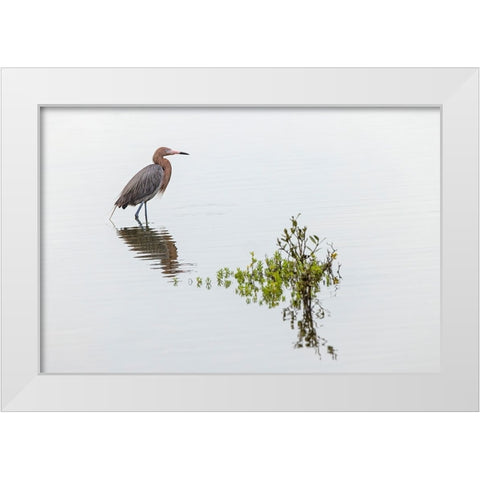 Reddish egret and reflection-South Padre Island-Texas White Modern Wood Framed Art Print by Jones, Adam