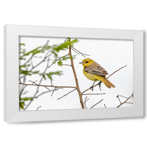 Female Northern oriole-Icterus galbula-Baltimore oriole-South Padre Island-Texas White Modern Wood Framed Art Print by Jones, Adam