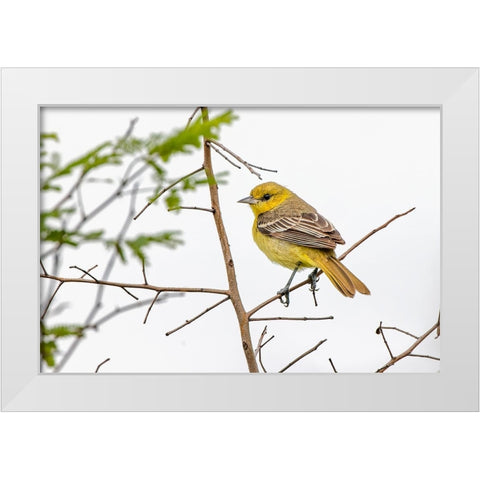 Female Northern oriole-Icterus galbula-Baltimore oriole-South Padre Island-Texas White Modern Wood Framed Art Print by Jones, Adam