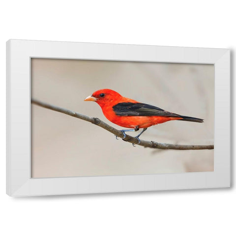 Scarlet tanager-South Padre Island-Texas White Modern Wood Framed Art Print by Jones, Adam
