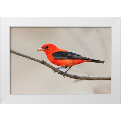 Scarlet tanager-South Padre Island-Texas White Modern Wood Framed Art Print by Jones, Adam